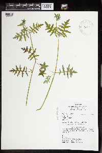Thumbnail image of current specimen