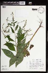 Hackelia virginiana image