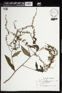 Hackelia virginiana image