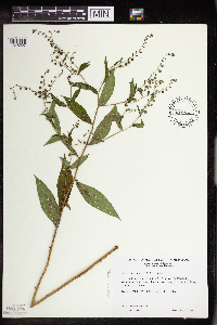 Hackelia virginiana image