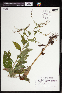 Hackelia virginiana image