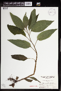 Hackelia virginiana image