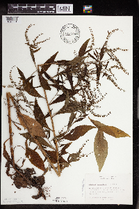Hackelia virginiana image