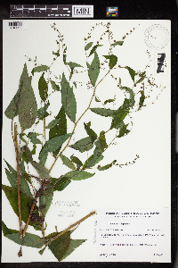Hackelia virginiana image