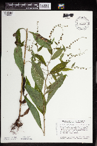 Hackelia virginiana image