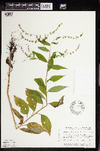 Hackelia virginiana image