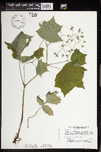 Image Associated With the Occurrence