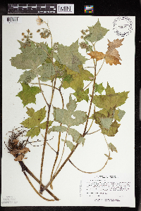 Image Associated With the Occurrence