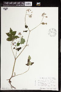 Image Associated With the Occurrence