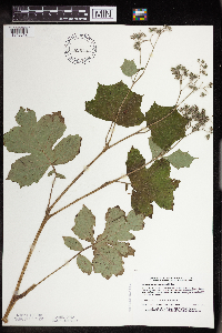 Image Associated With the Occurrence