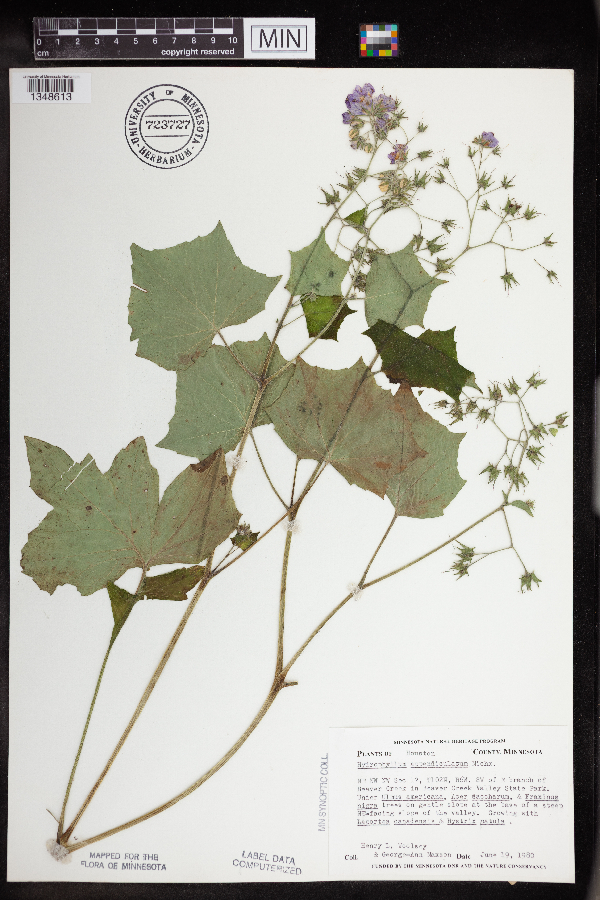 Hydrophyllum image