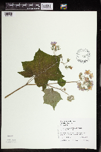 Image Associated With the Occurrence