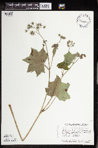 Image Associated With the Occurrence