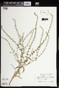 Lappula squarrosa image