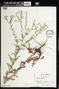 Lappula squarrosa image