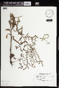 Lappula squarrosa image