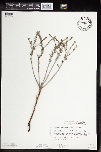 Lappula squarrosa image