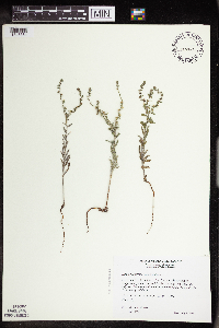 Lappula squarrosa image