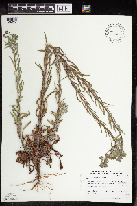 Lappula squarrosa image