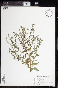 Lappula squarrosa image