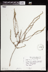 Lappula squarrosa image