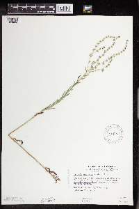 Lappula squarrosa image