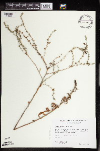 Lappula squarrosa image