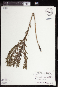 Lithospermum caroliniense image