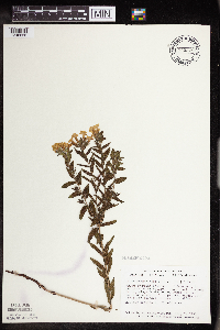 Lithospermum caroliniense image