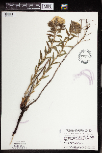 Lithospermum caroliniense image