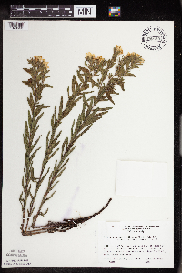 Lithospermum caroliniense image