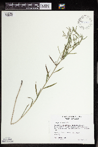 Lithospermum incisum image