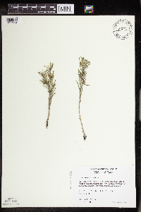 Lithospermum incisum image