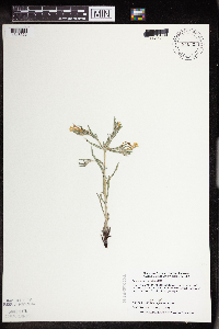 Lithospermum incisum image