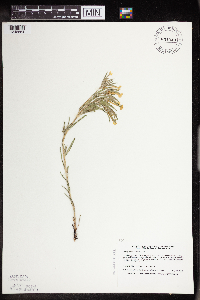 Lithospermum incisum image