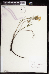 Lithospermum incisum image