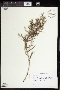 Lithospermum incisum image