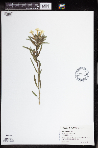 Lithospermum incisum image