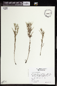 Lithospermum incisum image