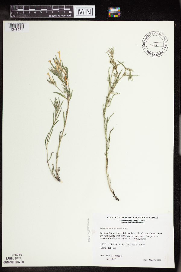 Lithospermum incisum image