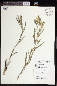 Lithospermum incisum image