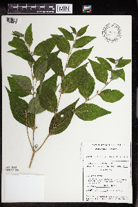 Lithospermum latifolium image