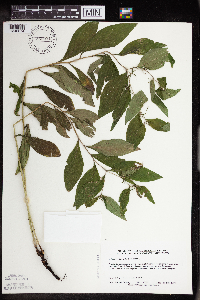 Lithospermum latifolium image