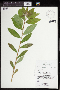Lithospermum latifolium image