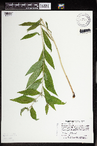 Lithospermum latifolium image