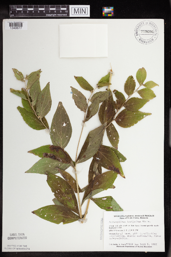 Lithospermum latifolium image