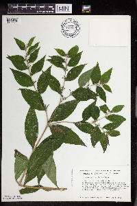 Lithospermum latifolium image