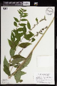 Lithospermum latifolium image