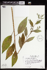 Image Associated With the Occurrence