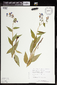 Image Associated With the Occurrence